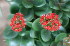 Kalanchoe blossfeldiana